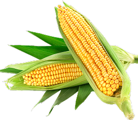 corn